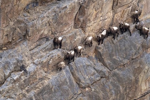 Siberian ibex (Capra sibirica), climbing a steep wall, Himalayas, Spitital, Kaza, Himachal Pradesh,