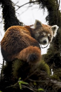Western Red panda (Ailurus fulgens), Singalila National Park, Gairibas, Jamuna, Koshi Province,
