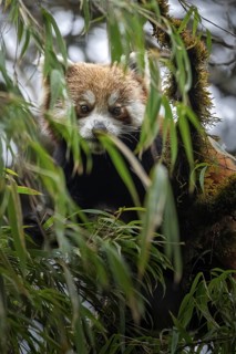 Western Red panda (Ailurus fulgens), feeding on bamboo, Singalila National Park, Gairibas, Jamuna,