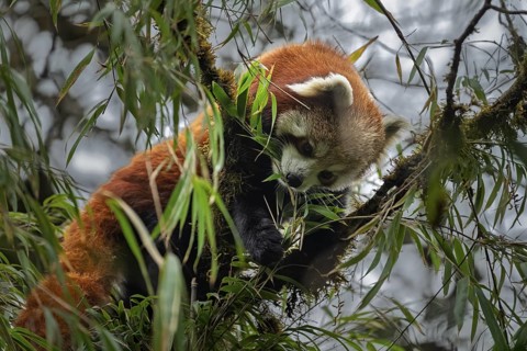 Western Red panda (Ailurus fulgens), feeding on bamboo, Singalila National Park, Gairibas, Jamuna,