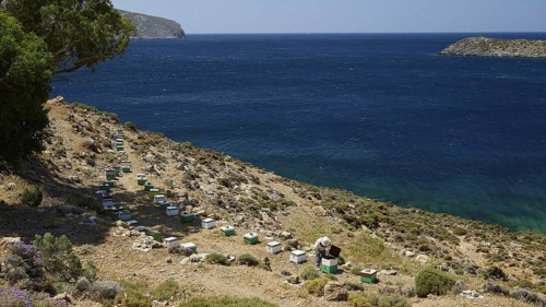 Row of beehives in stony surroundings with a view of the blue sea, chapel, small church, Agia