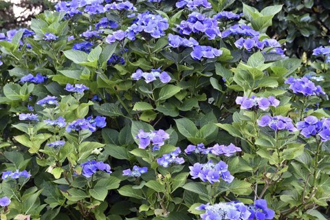 Blue hydrangea, (Hydrangea) in the garden, Schleswig-Holstein, Germany