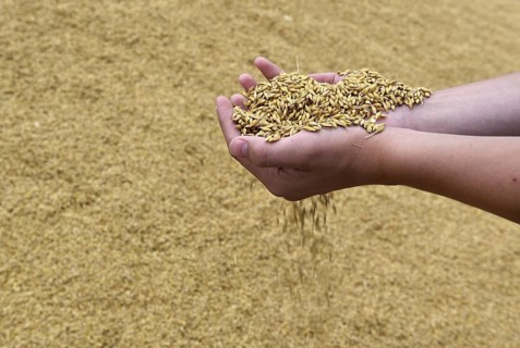 Hand with barley, grain