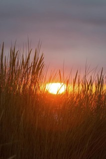 Intense red sunlight shimmers through tall grasses and creates a warm atmosphere, European Marram