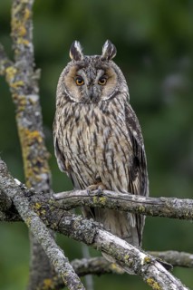 Long-eared owl (Asio otus) adult perched in tree in forest in summer