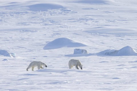 Female polar bear (Ursus maritimus) foraging with one cub on snow plain along the Svalbard coast in