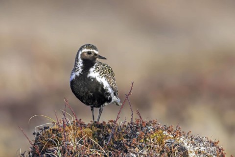 European golden plover, Eurasian golden plover (Pluvialis apricaria) male in breeding plumage on