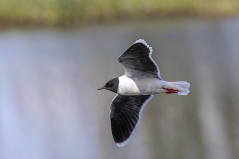 Little gull (Hydrocoloeus minutus, Larus minutus) adult in breeding plumage, summer plumage flying