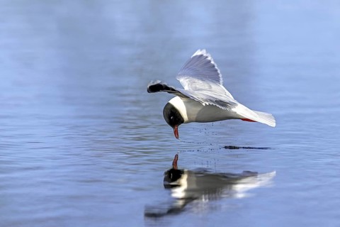 Hunting little gull (Hydrocoloeus minutus, Larus minutus) adult in summer plumage in flight