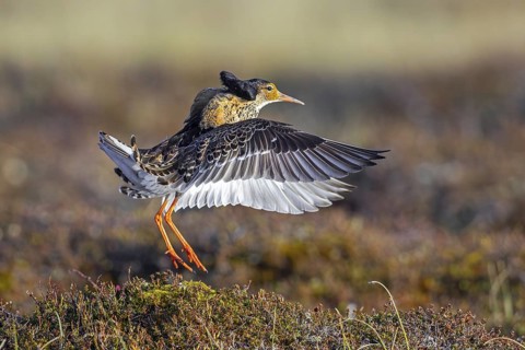 Ruff (Calidris pugnax) territorial male in breeding plumage displaying by flapping wings during