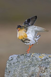 Ruff (Calidris pugnax) territorial male in breeding plumage displaying by flapping wings during