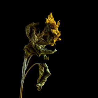 Dried sunflower reveals intricate details against dark background highlighting beauty of decay