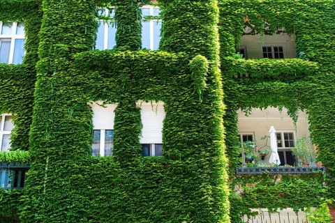 An ivy-covered façade of an apartment block in Bratislava, Slovakia