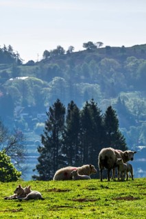 Farms over Esthwaite Water, Lake District National Park, Cumbria, England, United Kingdom