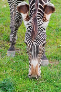 Portrait of a Grévy's zebra (Equus grevyi) grazing in a green meadow. Botswana