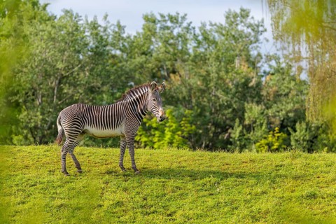 A Grévy's zebra (Equus grevyi) stands in a green meadow. Botswana