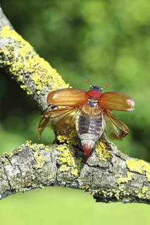 May beetle, wood cockchafer (Melolontha hippocastani), female with spread wings, on a branch