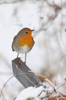 Robin (Erithacus rubecula), in winter on a fence post in the garden, Wilnsdorf, North