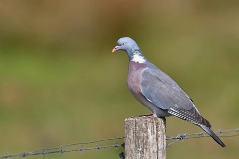 Woodpigeon (Columba palumbus), sitting on a post of a pasture fence, Wilnsdorf, North