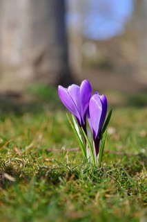 Violet crocus (Crocus neapolitanus), two flowers next to each other, spring, Siegen, North