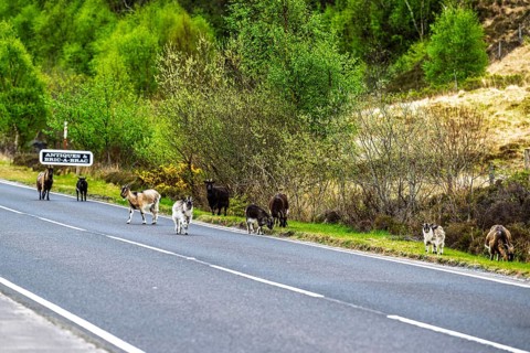 Goats over Invershiel, Loch Duich, Scotland, UK