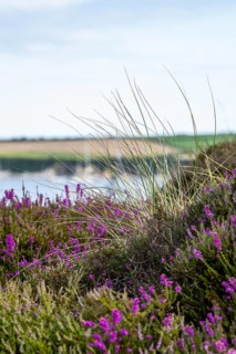 Heather on the dunes, Knoll Beach Studland, Poole, Dorset, England, United Kingdom