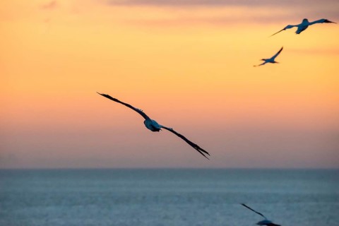 Several gannets (Morus bassanus) (synonym: Sula bassana) flying, soaring elegantly with