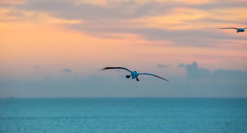 A gannet (Morus bassanus) (synonym: Sula bassana) flies, sails with outstretched wings towards the