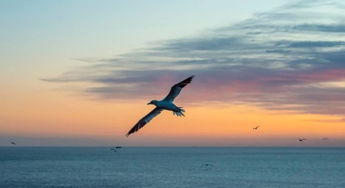 A gannet (Morus bassanus) (synonym: Sula bassana) flies, sails elegantly with outstretched wings,