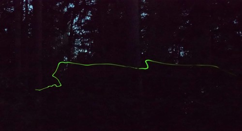 Glow in the dark forest at night, false firefly, firefly or St John's worm (Lamprohiza