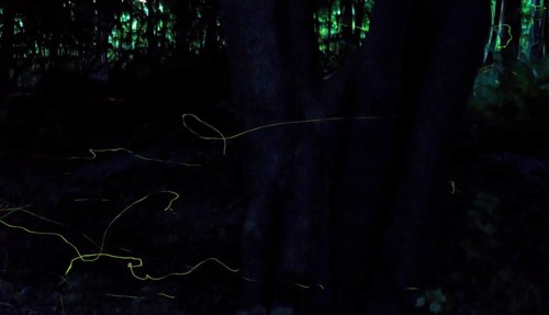 Glowing traces in the dark forest at night, false firefly, firefly or St John's worm (Lamprohiza