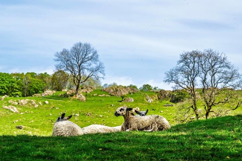Sheep and farm in Lake District National Park, Coniston Water, Cumbria, England, United Kingdom