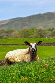 Sheep and farm in Lake District National Park, Coniston Water, Cumbria, England, United Kingdom