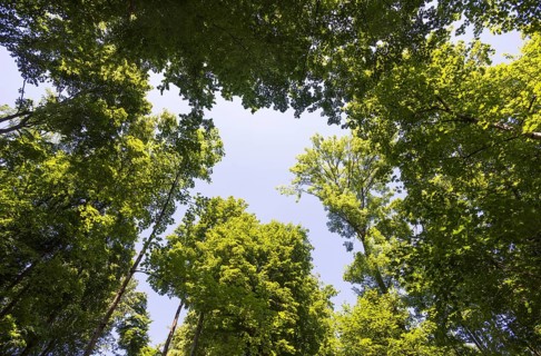 Deciduous forest, deciduous trees, frog perspective, summer, place of pilgrimage, Altötting, Upper