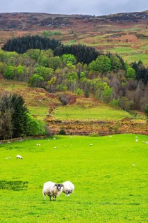 Sheeps on farms in West Highlands Farms, Scotland, UK
