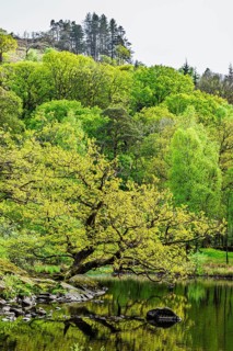 Rydal Water, Rydal, Ambleside, Lake District, Westmorland, Cumbria, England, United Kingdom