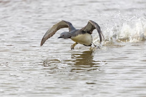 Red-throated diver (Gavia stellata) taking off on the water, Aventdalen, Longyearbyen, Spitsbergen,