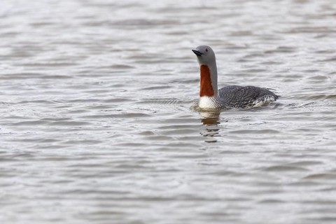 Star diver (Gavia stellata) swimming on the water, Aventdalen, Longyearbyen, Spitsbergen, Svalbard
