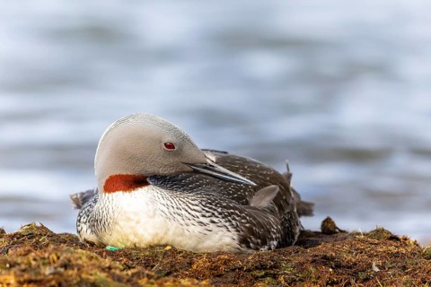 Red-throated diver (Gavia stellata) breeding on the nest, Aventdalen, Longyearbyen, Spitsbergen,