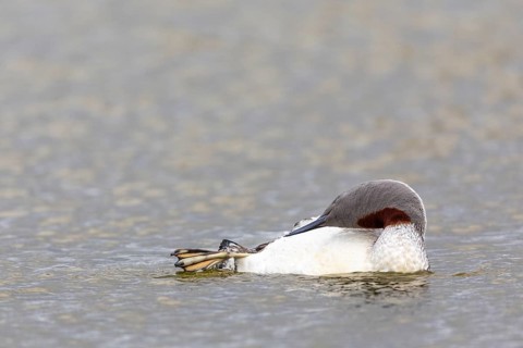 Red-throated diver (Gavia stellata) Feather care on the water, Aventdalen, Longyearbyen,