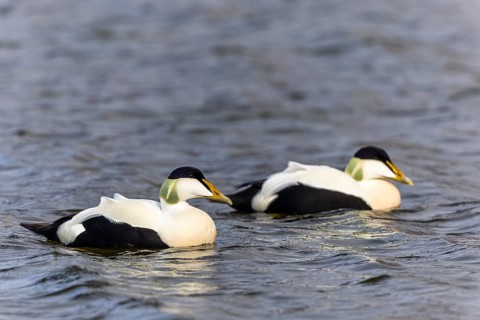 Common Eider (Somateria mollissima), drake on the water, duck birds (Anatidae), Aventdalen,