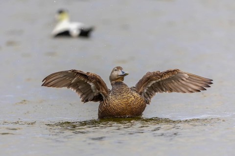Eider duck (Somateria mollissima), hen grooming her feathers, duck birds (Anatidae), Aventdalen,