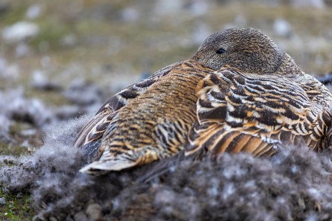 Eider duck (Somateria mollissima), hen brooding on the nest, duck birds (Anatidae), Aventdalen,
