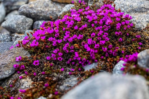 Red saxifrage (Saxifraga oppositifolia), saxifrage family (Saxifragaceae), Jotunkjeldene,