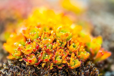Draba, Brassiacaceae, Spitsbergen, Svalbard