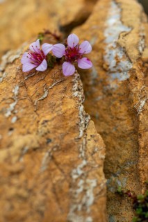 Red saxifrage (Saxifraga oppositifolia), saxifrage family (Saxifragaceae), Jotunkjeldene,