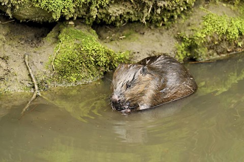 Eurasian beaver, European beaver (Castor fibre), feeding in the water, Canton Zug, Switzerland
