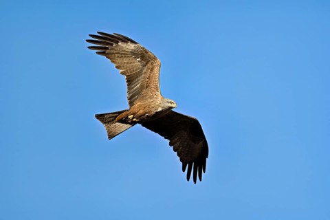Black Kite (Milvus migrans), in flight, lower view, Flachsee nature reserve, Freiamt, Canton