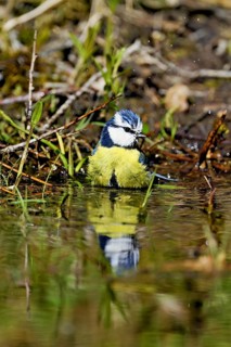 Blue tit (Cyanistes caeruleus) bathing in the shallow water of a stream, Flachsee nature reserve,