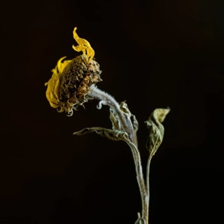 A dried sunflower stands elegantly with its withered petals and textured stem, capturing the beauty